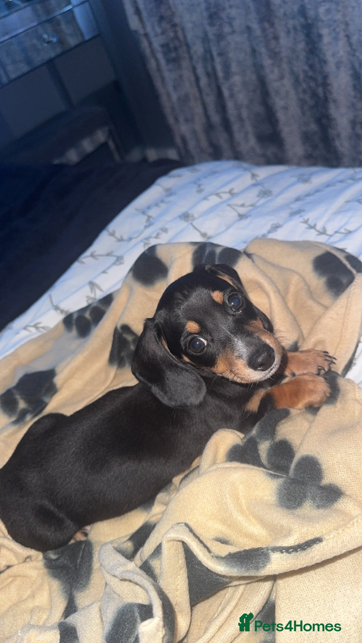 Miniature Dachshund dogs Miniature dashund  - Advert 6