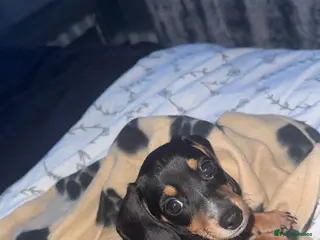 Miniature Dachshund dogs Miniature dashund - Advert 2