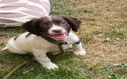 English Springer Spaniel dogs for sale: 1 bitch 1 dog available  - Image 2