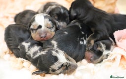Miniature Dachshund dogs for sale: KC Miniature Dachshund Puppies - Advert 17