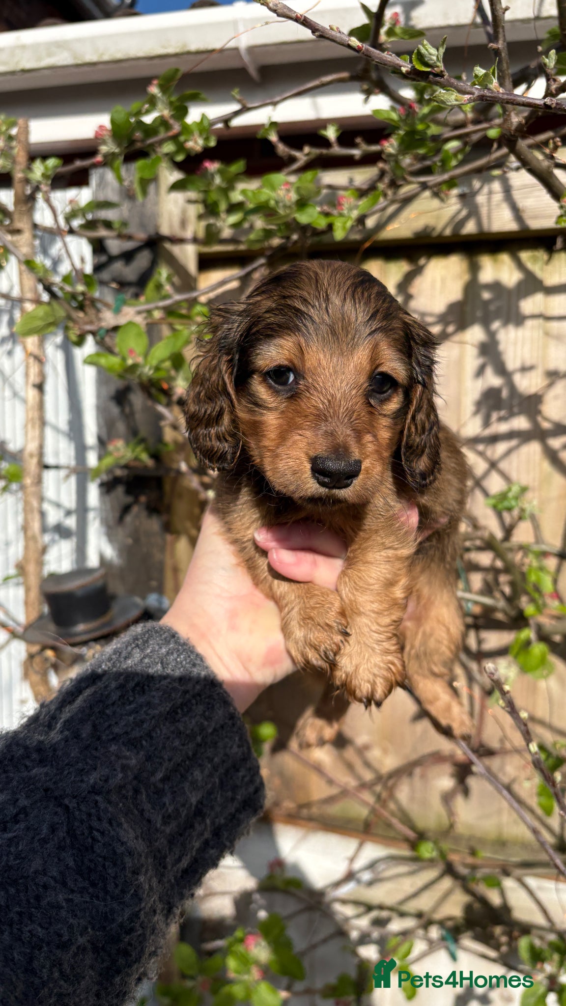 Miniature Dachshund dogs ♥️LONG COAT DAXIS♥️ ONLY GIRLS ♥️ - Advert 3