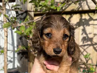 Miniature Dachshund dogs ♥️LONG COAT DAXIS♥️ ONLY GIRLS ♥️ - Advert 5