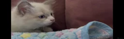 Ragdoll cats for sale: Child Friendly Ragdoll and Ragdoll Cross Kittens  - Advert 16