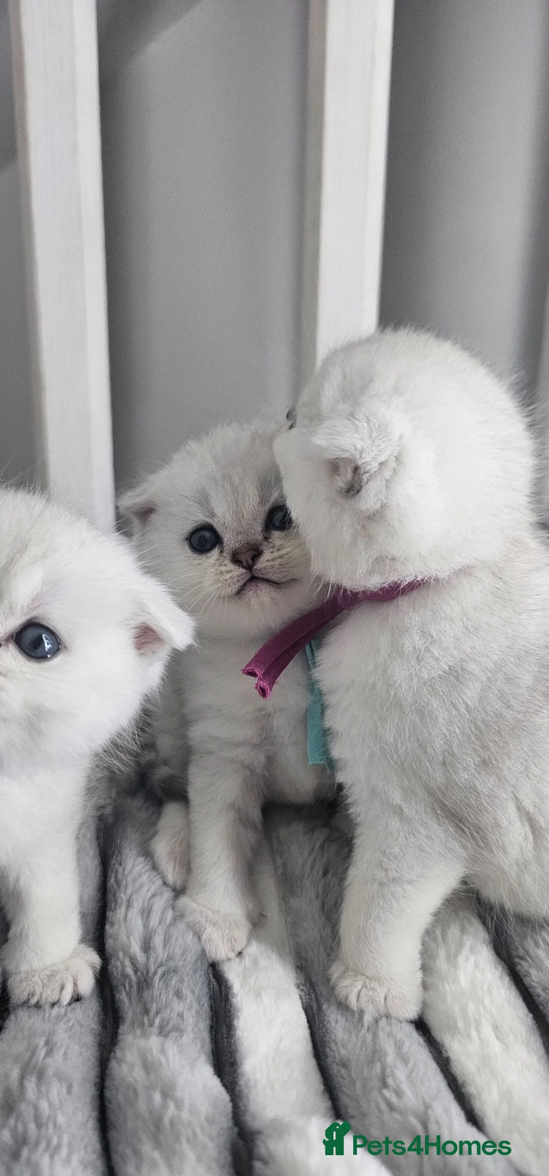 Scottish Fold cats for sale: Scottish fold/straight kittens - Advert 26