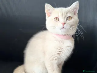 British Shorthair cats 👑 GCCF BSH Blue Golden Tipped Girl 👑 - Advert 4