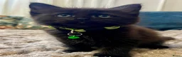 Mixed Breed cats for sale: 6 Fluffy Ragdoll Cross Kittens 3 Boys & 3 Girls 🐾 - Advert 39