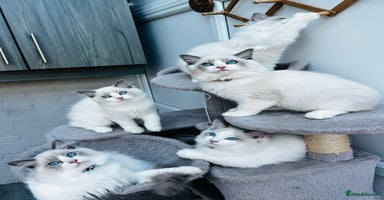 Ragdoll cats - Advert 14