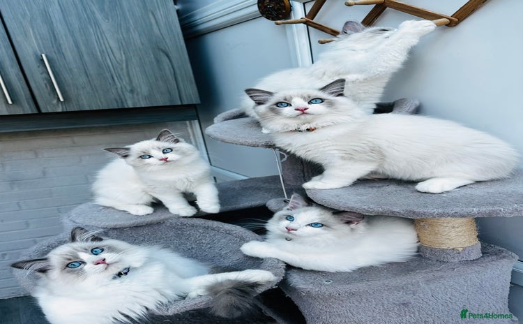 Ragdoll cats for sale - Advert 1