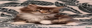 Maine Coon Kitten 5