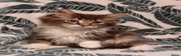 Maine Coon cats for sale: GCCF registered pedigree Maine Coon Kittens  - Advert 29