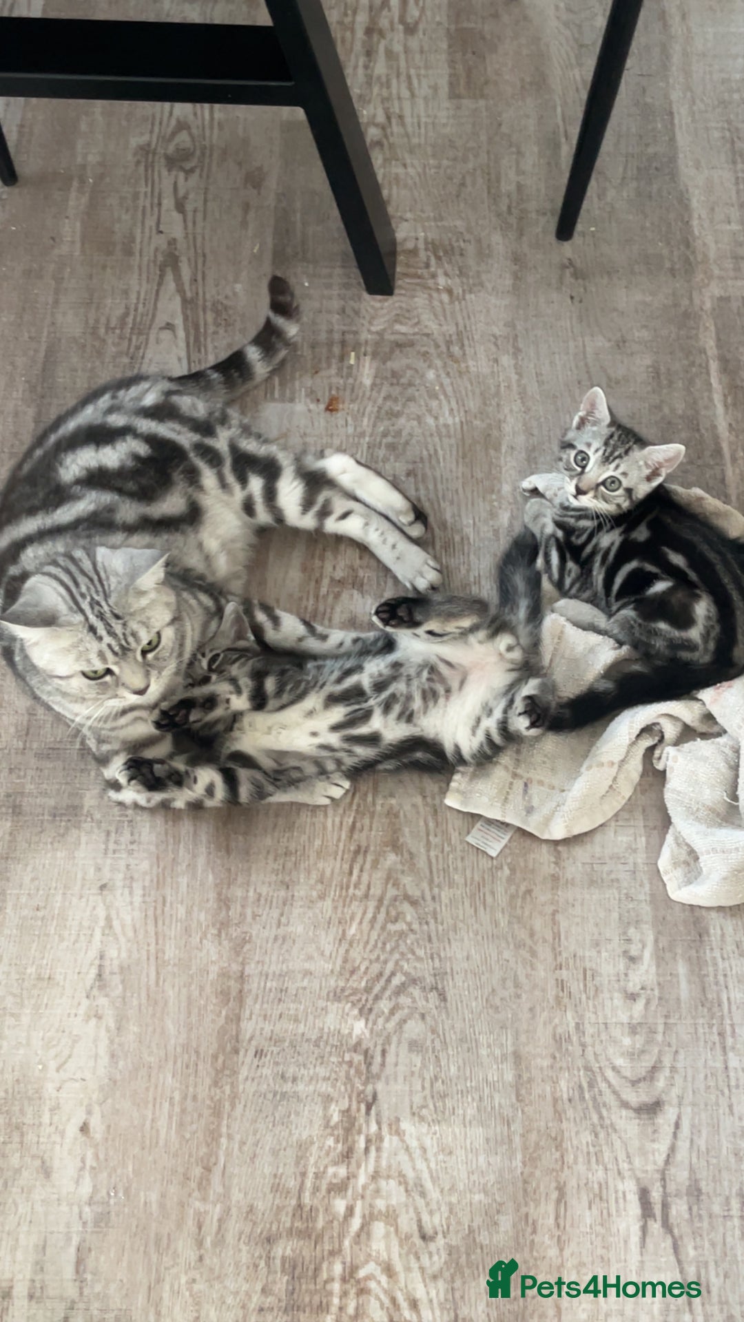 British Shorthair cats for sale: 2 beautiful British shorthair kittens for sale  - Image 1
