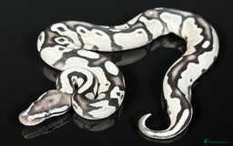 Python Snake reptiles for sale: Royal pythons  - Image 12