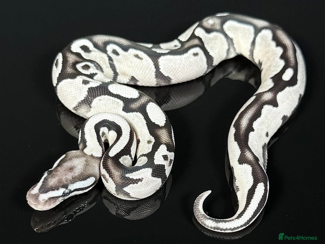 Python Snake reptiles for sale: Royal pythons  - Image 12