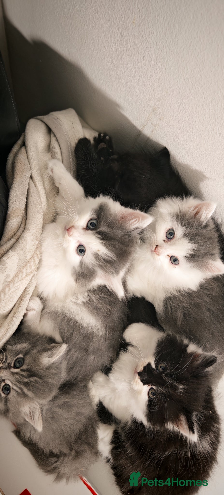 Mixed Breed cats 🐾 Adorable fluffy Kittens–Ready to leave now.🐾  - Advert 1