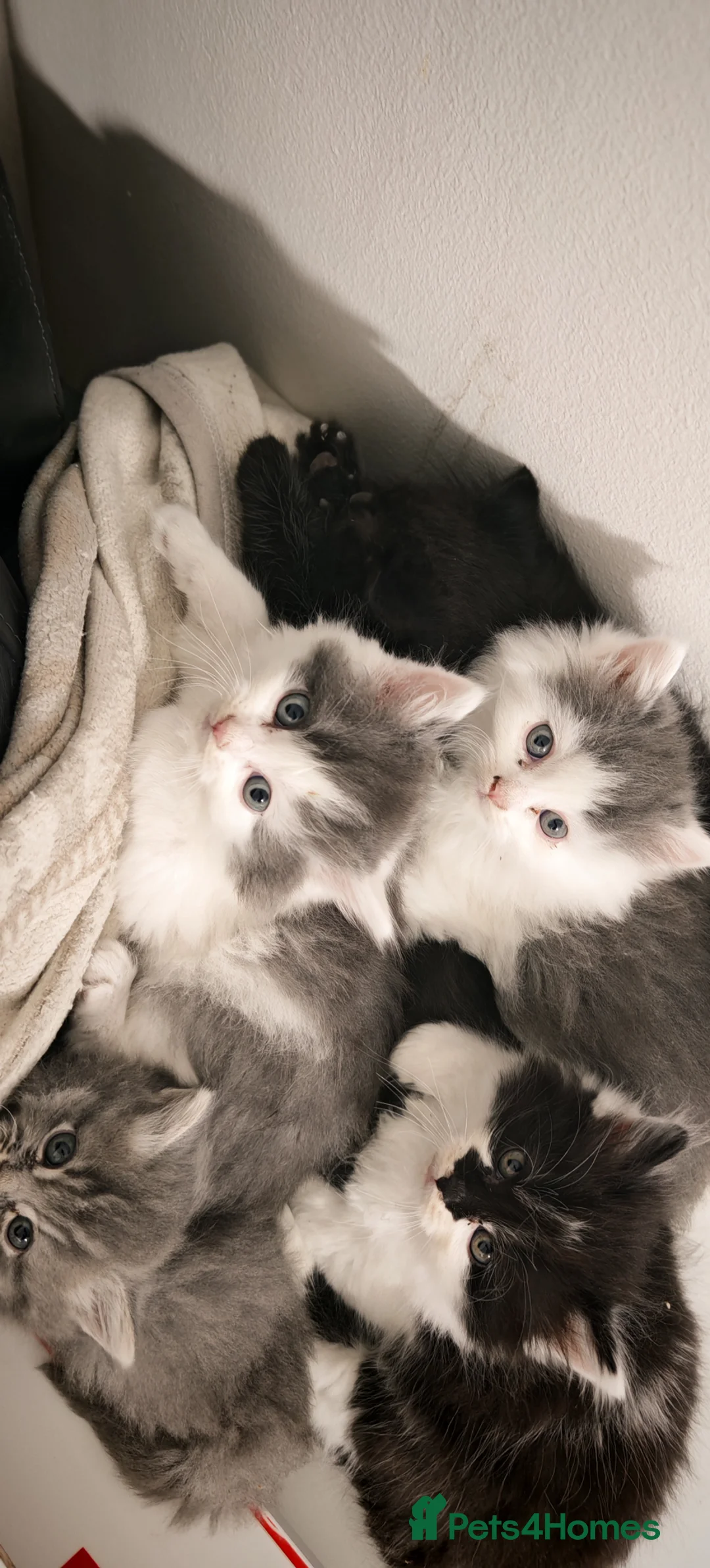 Mixed Breed cats for sale: 🐾 Adorable fluffy Kittens–Ready to leave now.🐾  - Advert 1