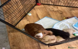 Cockapoo dogs for sale: F1 cockapoo puppies  - Image 13