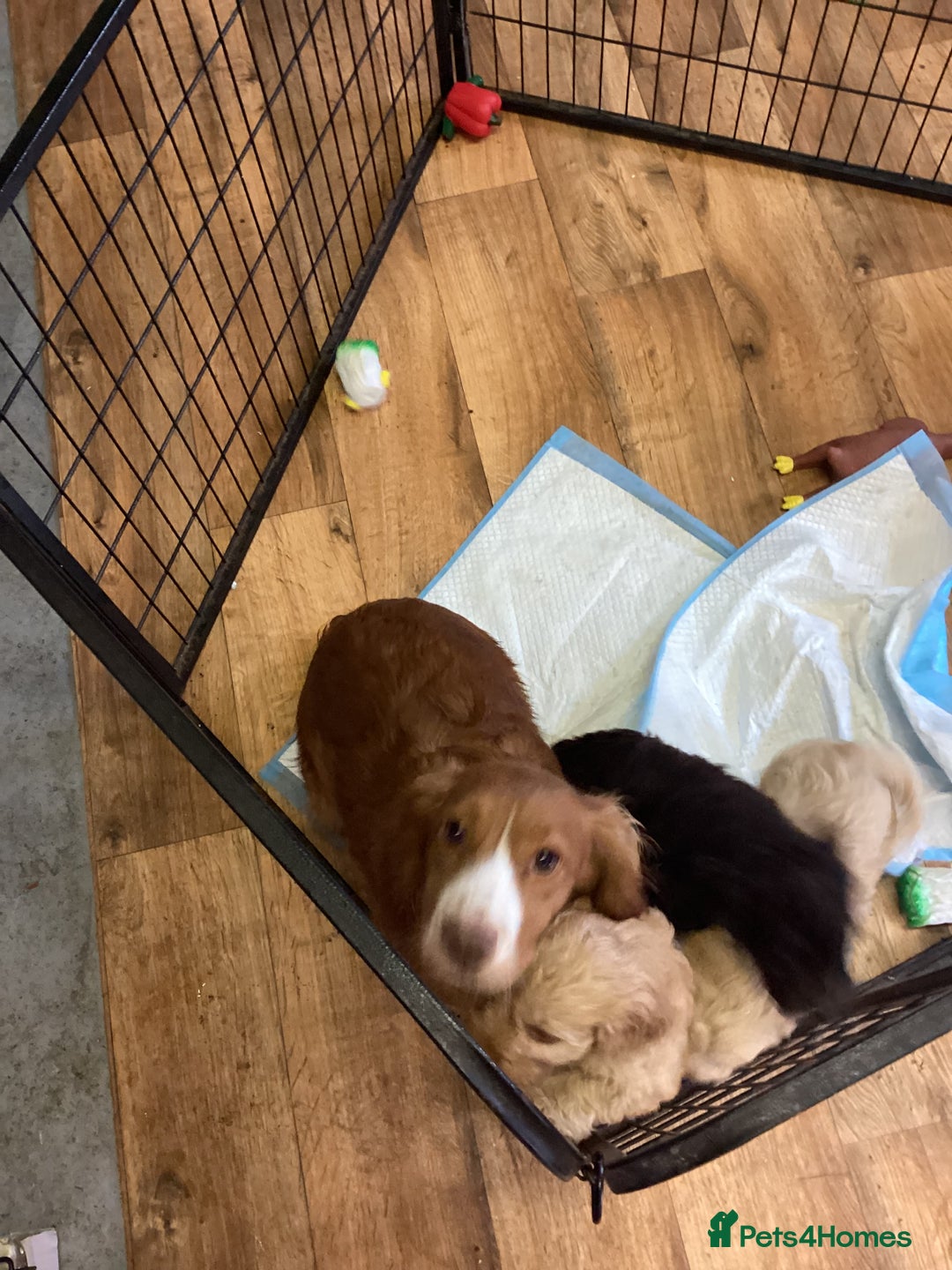 Cockapoo dogs for sale: F1 cockapoo puppies  - Image 13