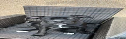 Cane Corso dogs for sale: 1.5 year old Male Cane Corso  in Reading - Advert 3