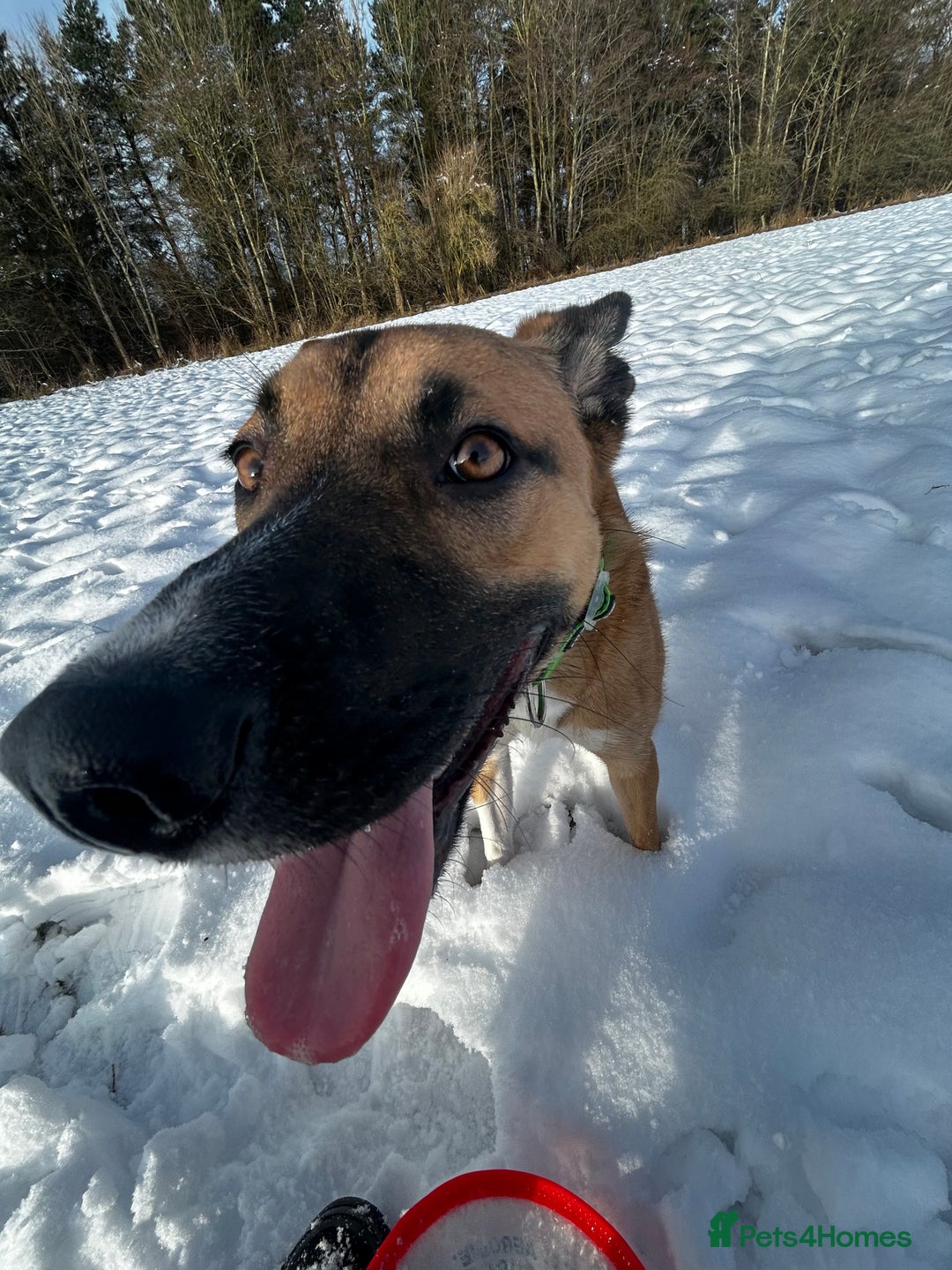 Mixed Breed dogs for sale: Manel - Image 7
