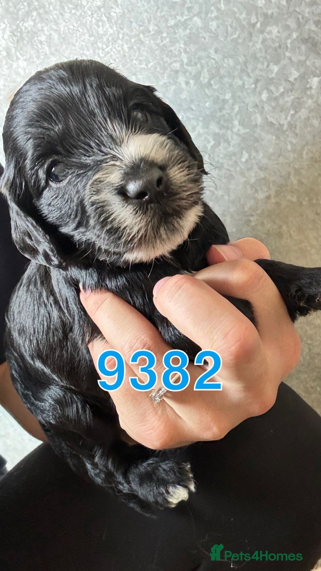 Cockapoo dogs for sale: Cockerpoo pups looking for forever homes - Image 3