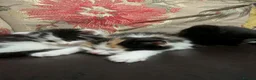 Mixed Breed cats for sale: Kittens for sale  - Advert 5