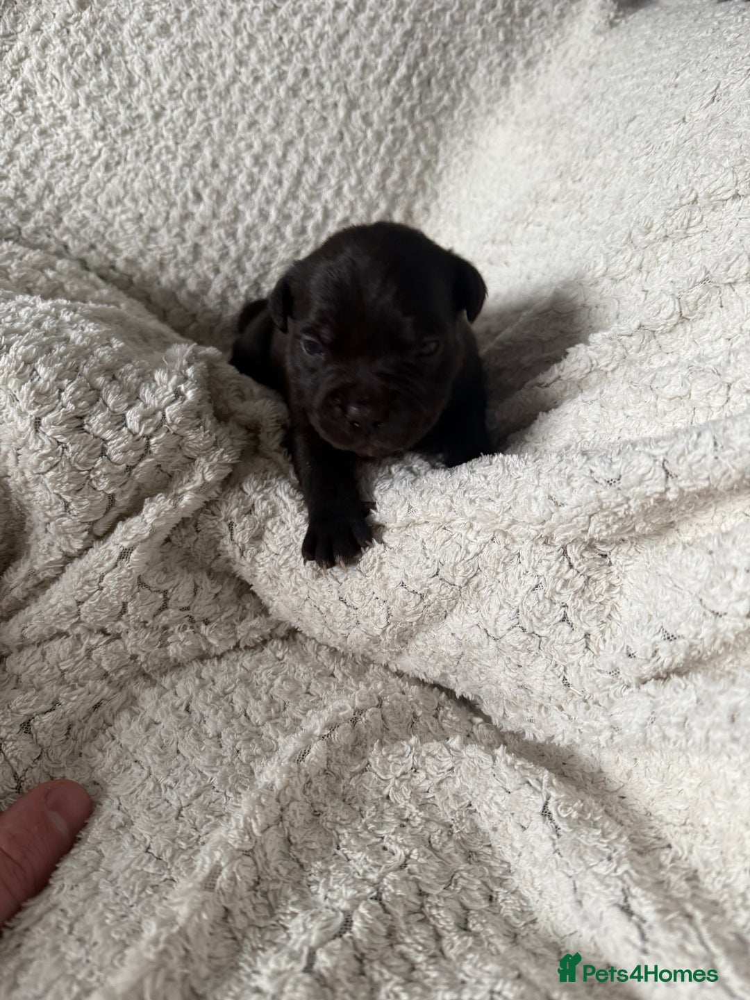 Staffordshire Bull Terrier dogs for sale: Six blue and black Staffordshire bull terriers  - Advert 16