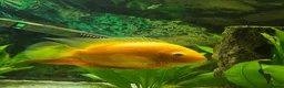 Discus fish for sale: Discus and tropical fish in Pembroke Dock - Advert 4