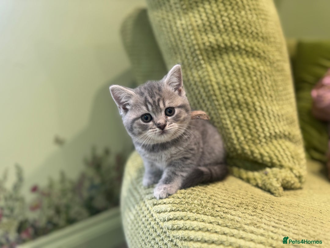 British Shorthair cats for sale: British blue / Scottish striaght kittens  - Image 2
