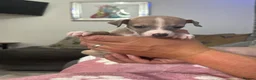 Mixed Breed dogs for sale: Italian greyhound 3/4 and 1/4 whippet puppies  - Advert 21