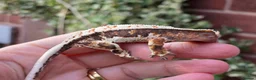 Gecko reptiles for sale: Various crested geckos  - Advert 12
