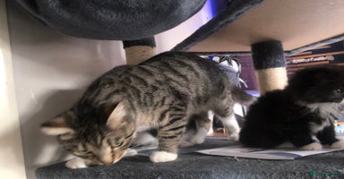 Mixed Breed cats - Advert 2