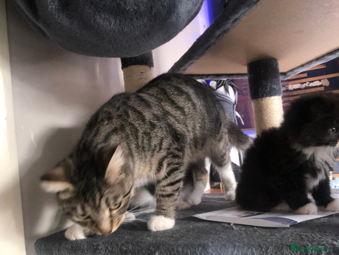 Mixed Breed cats for sale: 3 x Gorgeous Kittens - Image 2