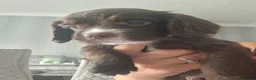 Sprocker dogs for sale: Sprocker pups - Advert 19