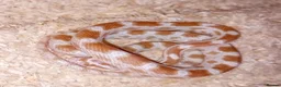 Corn Snake reptiles for sale: Baby cornsnake with vivarium and everything in it  in Hartlepool - Advert 3