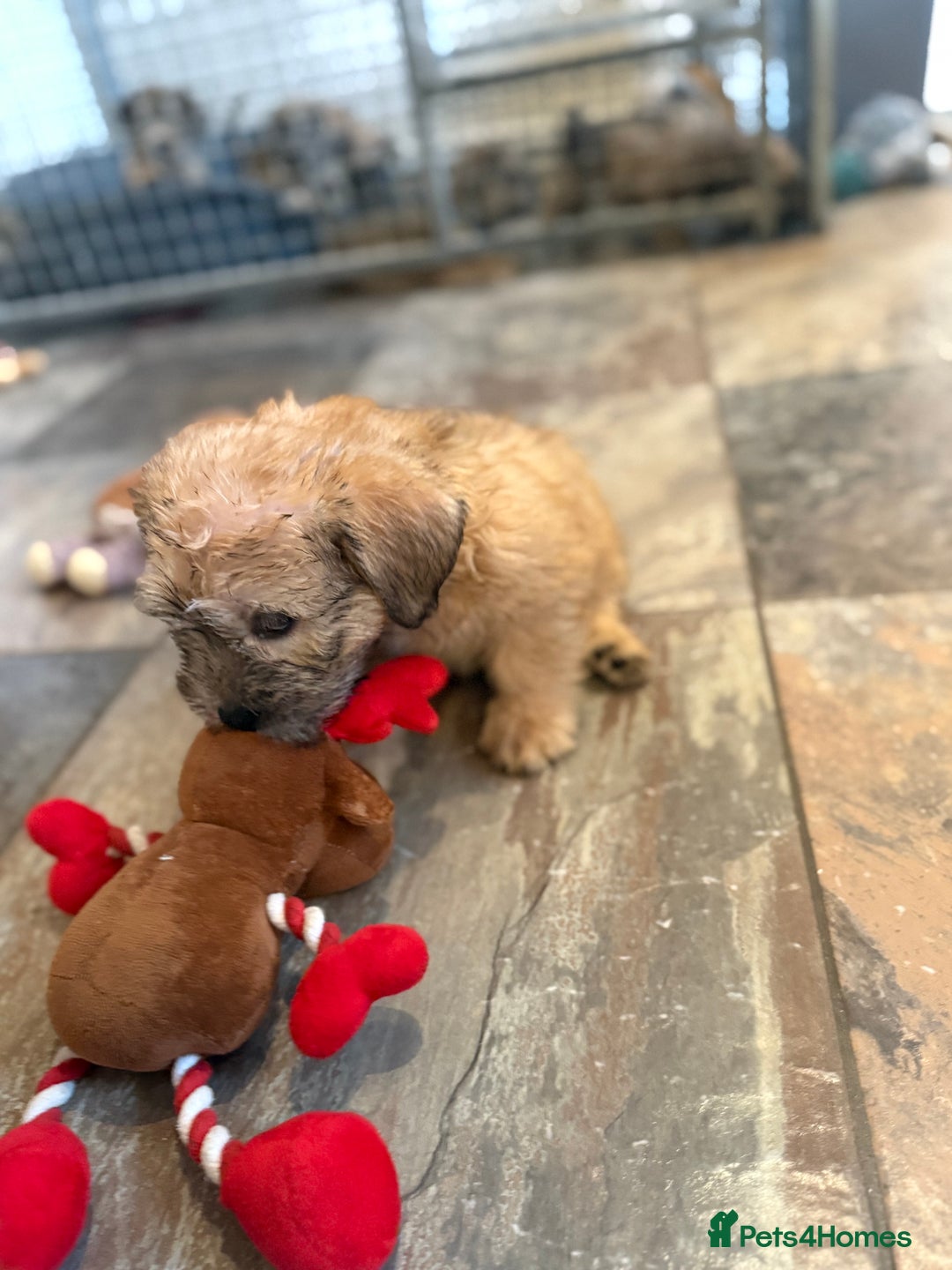 Glen of Imaal Terrier dogs for sale: Glen of Imaal terrier puppies - Advert 25