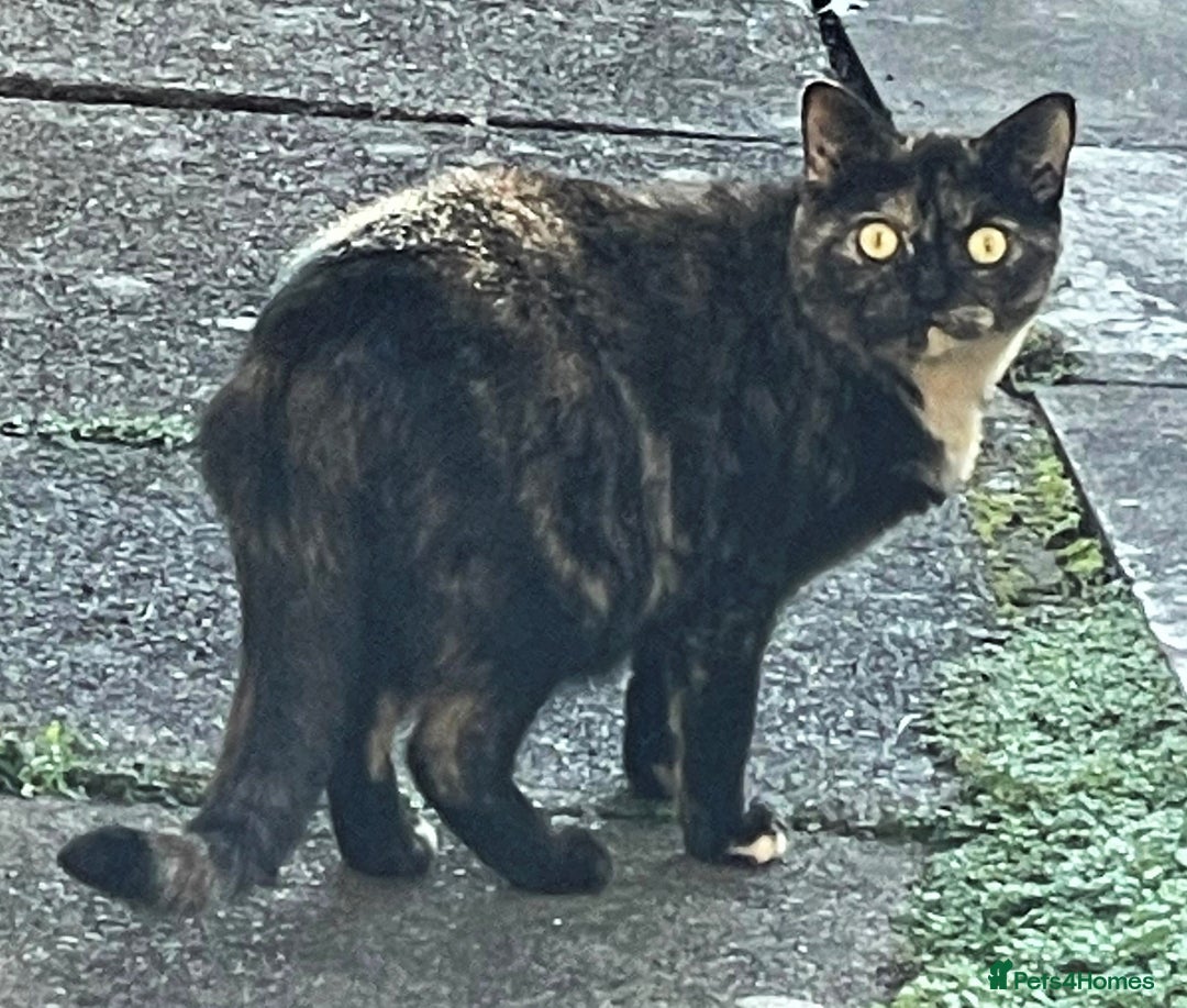 Mixed Breed cats for sale: For tortoiseshell cat lovers.Female.  - Advert 4