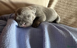 French Bulldog dogs for sale: French bulldog puppies  - Image 1