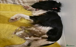 Cavalier King Charles Spaniel dogs for sale: 2 Female King Charles Cavaliers   - Advert 1