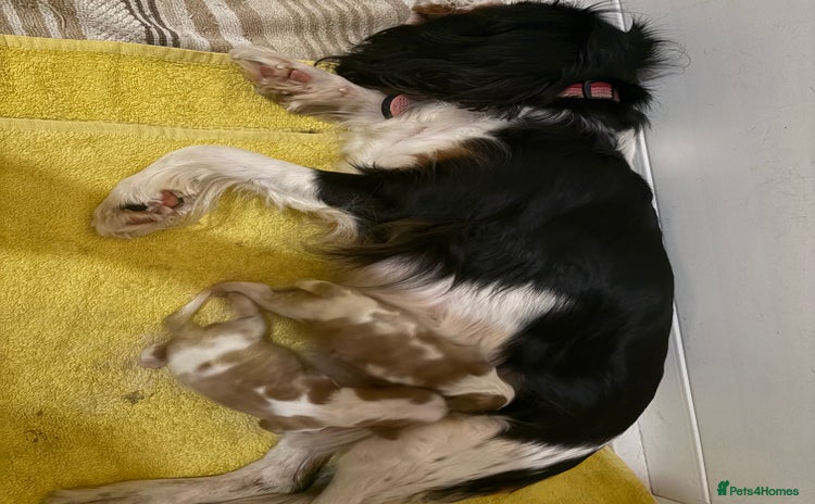 Cavalier King Charles Spaniel dogs 2 Female King Charles Cavaliers   - Advert 3