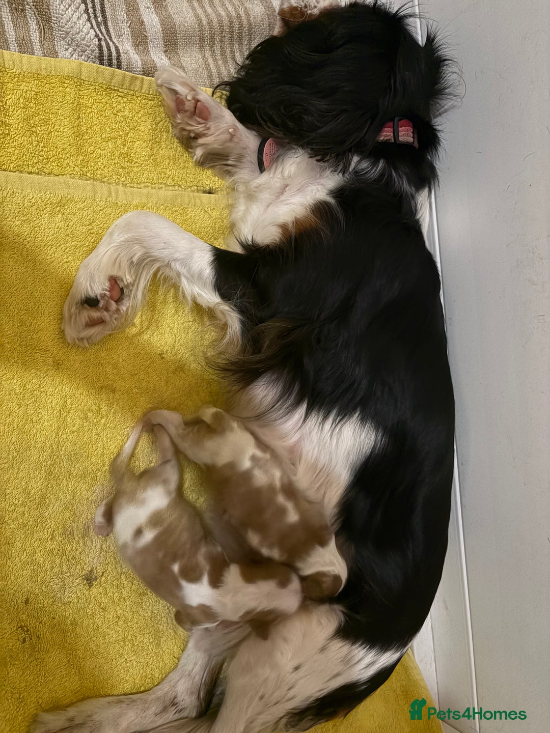 Cavalier King Charles Spaniel dogs for sale: 2 Female King Charles Cavaliers   - Advert 1