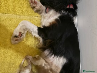 Cavalier King Charles Spaniel dogs 2 Female King Charles Cavaliers - Advert 6