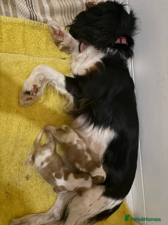 Cavalier King Charles Spaniel dogs 2 Female King Charles Cavaliers - Advert 1