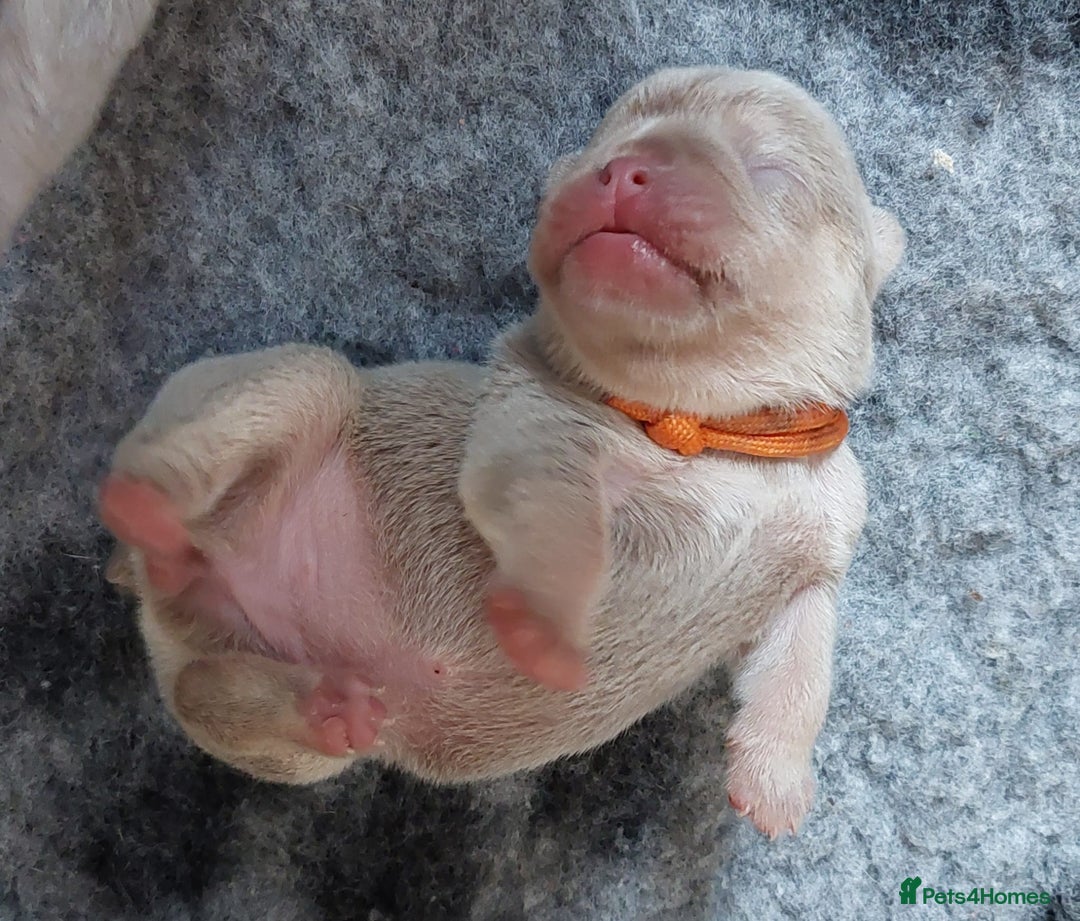 French Bulldog dogs for sale: KC Registered French Bulldog Puppies - Image 14