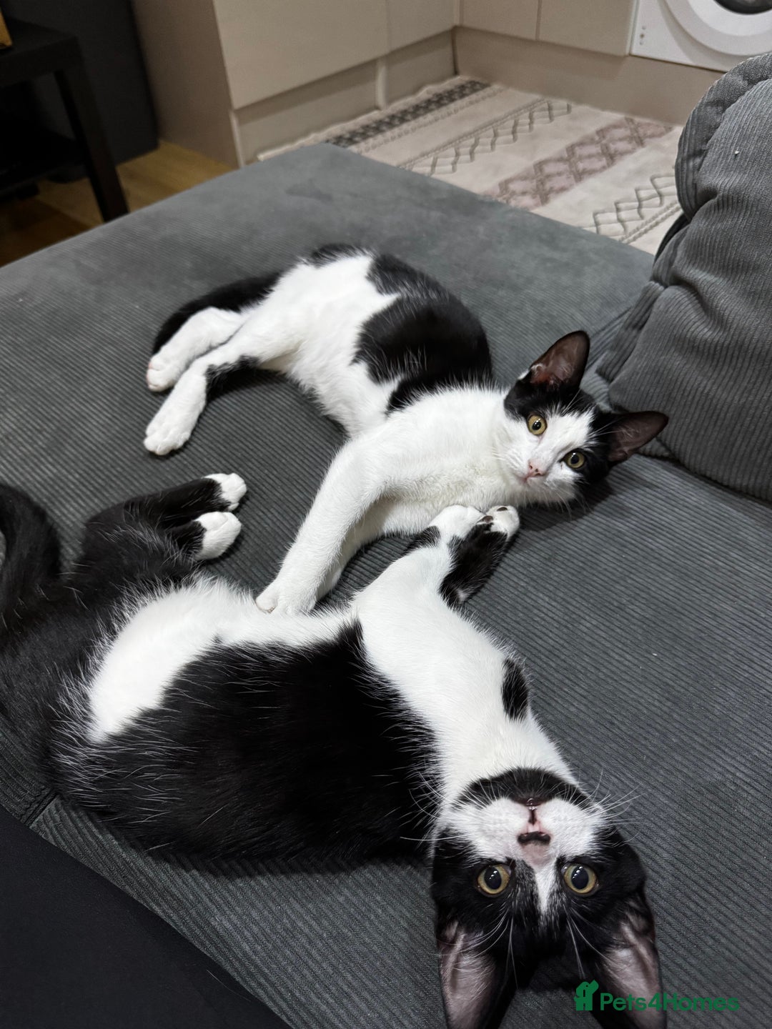 Mixed Breed cats for sale: Double the Love! Brothers Seeking Forever Home - Advert 4