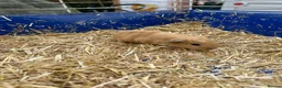 Guinea Pig rodents for sale: Beautiful litter of guinea pig pups - Advert 21