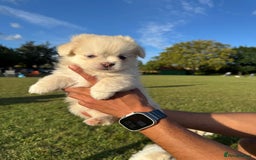 Mixed Breed dogs for sale: Shih Tzu-pomeranian - Image 4