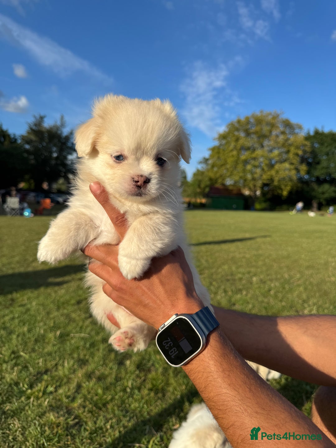 Mixed Breed dogs for sale: Shih Tzu-pomeranian - Image 4