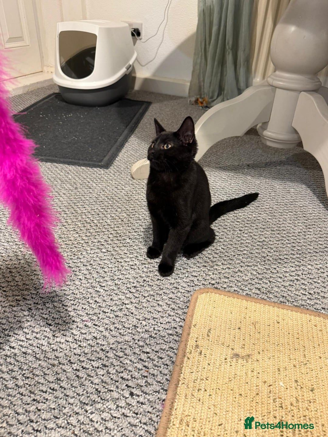 Mixed Breed cats for sale: Fabulous kittens 4months old x2  - Advert 2