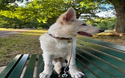 German Shepherd dogs for sale: 6 month old White Male GSD  - Image 4