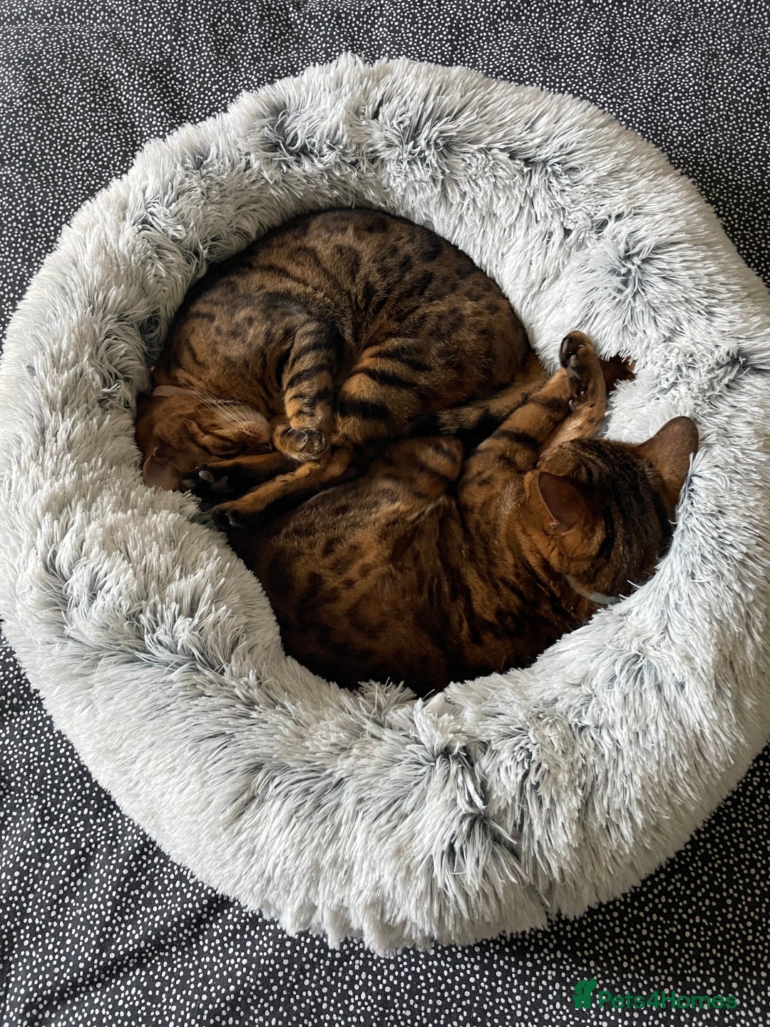 Bengal cats for sale: Beautiful Bonded Bengals - Advert 4